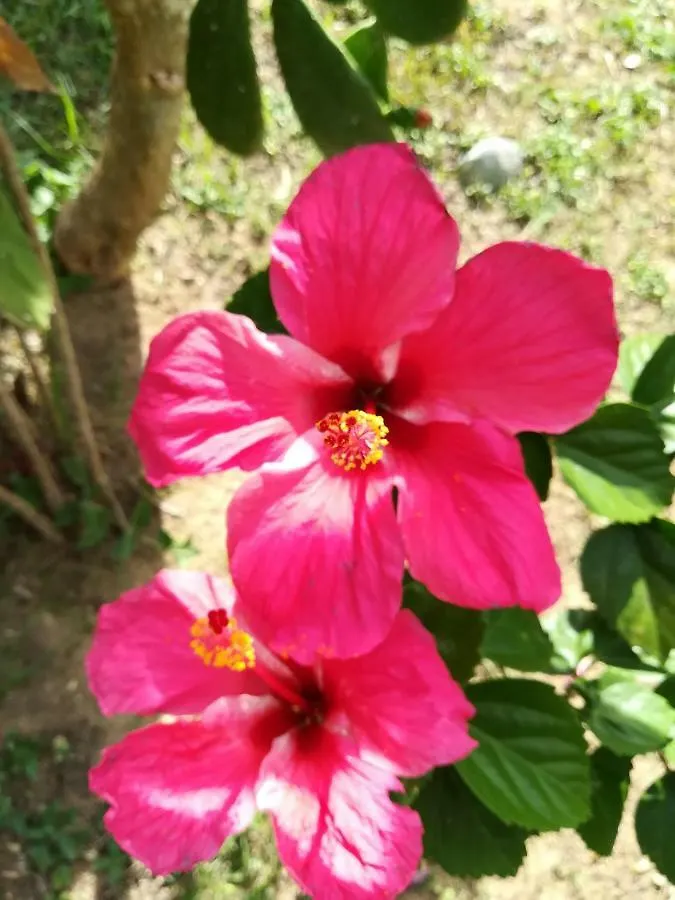 Tropical Apartments Tobago Scarborough