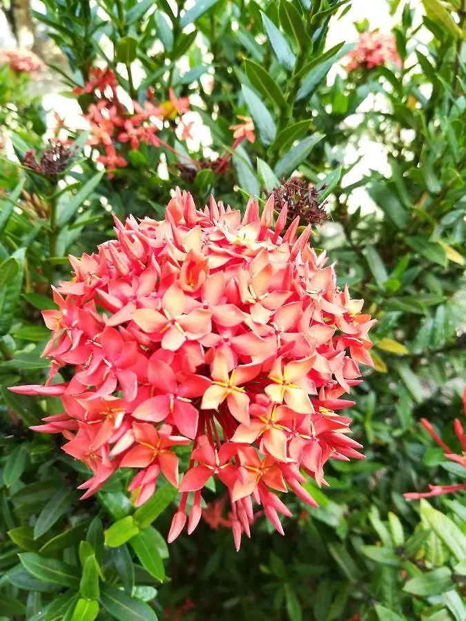 Tropical Apartments Tobago Scarborough Trinidad y Tobago